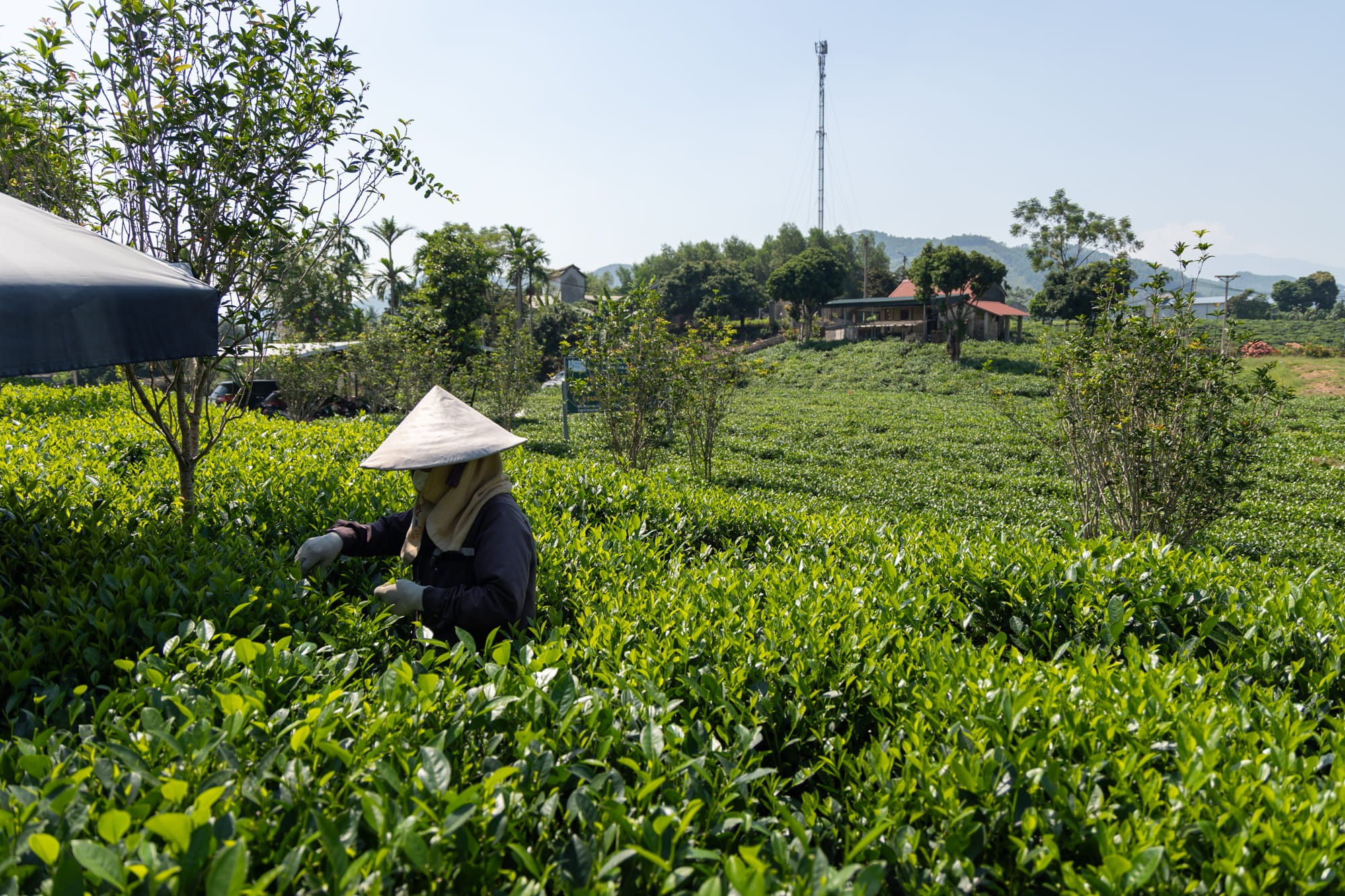 tour Tân Cương - Thái Hải - ATK Phú Đình 2N1Đ 4